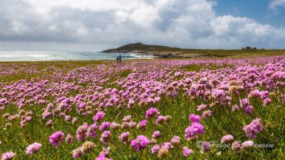 Strandnelliker ved Austre Hauge
Keywords: Austre Hauge