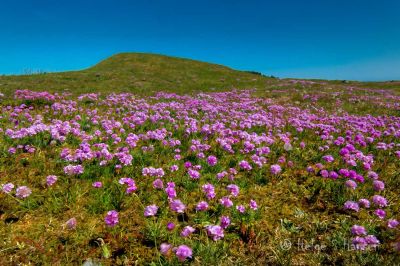 Vennligst ikke tråkk i blomsterbedet.
Strandnelliker ved Austre Hauge/Haugviga (20.05.2024).
Keywords: Haugestranda;Haugviga