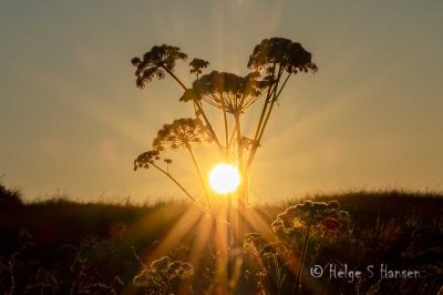 Sommerkveld i Havika.
Keywords: Havika