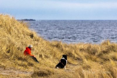 Kviljo-odden.
Dyr og menneske nyter tilværelsen.
Keywords: Kviljosanden;Hanangersanden