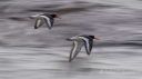Filename=Tjeld_pa_vingene_pano_310324_0810.jpg
Filesize=72KiB
Dimensions=1300x731
Date added=Apr 21, 2024 Tjeld_pa_vingene_pano_310324_0810.jpg