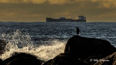 Vågsvollvika
Keywords: Vågsvollvika