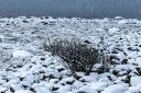 Lista_i_vinterdrakt_-_snobyge_ved_Steinodden_040125_0060.jpg