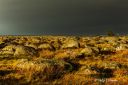 Lyset_pa_Lista_111122_2356.jpg