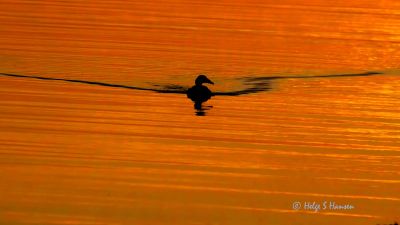 Verevågen - atter en solnedgang.
Keywords: Verevågen