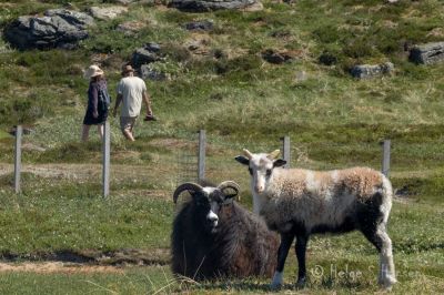 Einarsneset.
Et gjerde skal holde noen utenfor og andre innenfor.
Keywords: Einarsneset