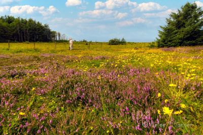 29.07.2024. Røsslyng ved Lista fyr.
I juli-august  blomstrer røsslyngen med sine flotte rødviolette blomster.
Keywords: Lista_fyr