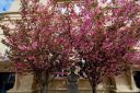 Blomstrende_Farsund__050524_1167.jpg
