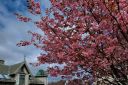 Blomstrene_Farsund_20240506_145027.jpg