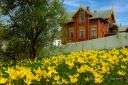 Ville_tulipaner_i__Farsund__050524_1169.jpg