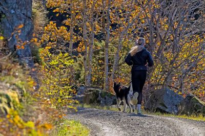 Populær trimløype.
Keywords: Bøensbakken;Straumsland