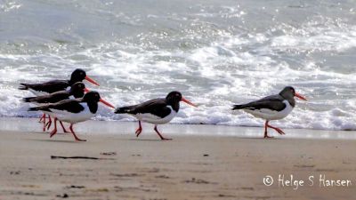 "Strandmila"
Tjeld
Keywords: Tjeld