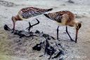 Lappspover_060926_0757.jpg