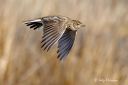 Sanglerke_pa_vingene_260425_1505.jpg