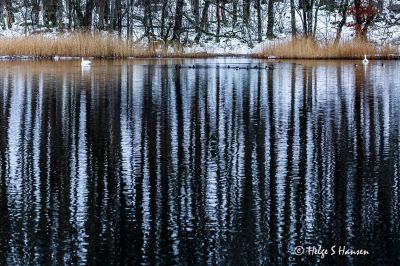 Straumen naturreservat vinteren 2025
Keywords: Straumen