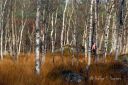 Filename=Fossekleiva__271024_4107.jpg
Filesize=274KiB
Dimensions=1300x867
Date added=Nov 15, 2024 Fossekleiva__271024_4107.jpg