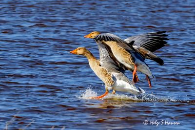 Inn for landing.
Keywords: Slevdalsvannet