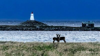 Rådyr på Kviljo med Rauna i bakgrunnen.
Keywords: Kviljo