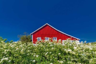 Kviljo i rødt, hvitt og blått. 
(Hipp hipp hurra).
Keywords: Kviljo