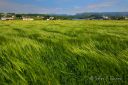Sommermotiver_-_korneng_pa_Huseby_270624_1875_.jpg