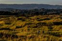 Marehalm-i-Havika_240725_4202.jpg