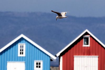 Verevågen
Fra måkens synspunkt i fugleperspektiv.
Keywords: Verevågen