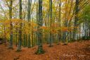 Host_i_Havnehagen_231024_3981.jpg