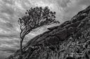 Listatre_ved_Hale_bw_290525_2193.jpg