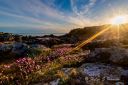 Strannelliker_ved_Jolle_160522_0817.jpg