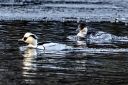 Lappfiskender-i-Straumen-naturreservat_140126_6927.jpg