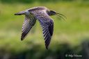 Storspove_pa_vingene_090625_2528.jpg