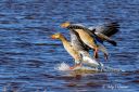 Gragas_inn_for_landing_i_Slevdalsvannet__252903_0728.jpg