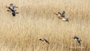 Slevdalsvannet_med_brunnakkeender_250604_1074.jpg