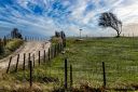 Kade-landskjent-tre_170826_0319.jpg